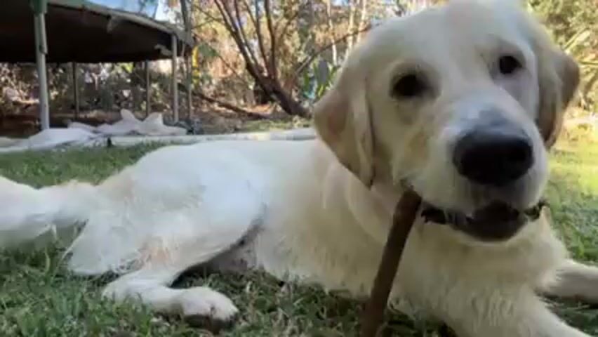 A medium shot shows a white or light-yellow dog lying in the grass, chewing on a small, brown stick. The dog is lying with its head and chest facing the viewer. Part of a trampoline is visible behind the dog, along with trees. A person's hand comes into view and touches the dog gently. The dog looks up.