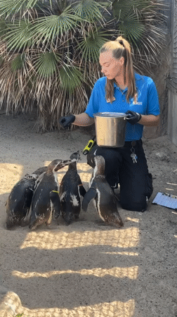 Penguin feeding time at SeaLife The Hague