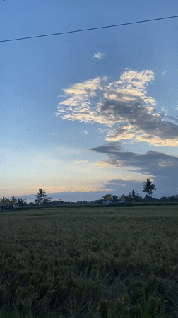 Dusk settles over Tegallalang's rice paddy roads