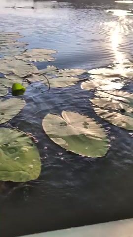 A video captures a close-up view of lily pads floating on dark water. The sun glints off the rippling surface of the water. In the foreground, a white railing of a boat is visible. As the video progresses, a disturbance in the water is seen, with small bubbles and ripples indicating movement beneath the surface. The camera perspective is low, close to the water, suggesting it is mounted on or near a boat. The overall impression is one of a tranquil natural setting with a hint of unseen activity.