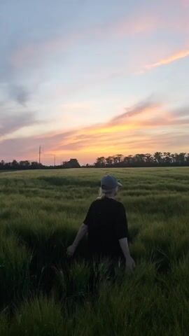 A person is walking through a field of green wheat at sunset. The person is wearing a black shirt and a blue cap. The field is bordered by trees and power lines. The sky is a mix of orange, pink, and blue. The person walks with their arms outstretched. The person pauses, turns, and then continues walking.