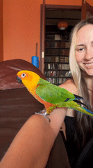 Chill home moments with a colorful Sun Conure parrot