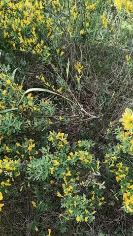 The video shows a close-up view of a bush covered in small yellow flowers. The bush is surrounded by green grass and some dead or dry vegetation. The camera angle is slightly above the bush, looking down. The lighting is bright and the scene appears to be outdoors. There are no visible people or animals in the video.