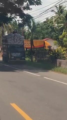 A truck, heavily laden with sacks of what appears to be rice, is traveling down a paved road. The truck is dark in color with some visible writing on its side that is difficult to read. A person is visible sitting on top of the sacks of rice in the back of the truck, seemingly securing the load. The truck is moving from left to right across the frame. To the left of the truck, a portion of another yellow truck is visible. The environment appears to be tropical or semi-tropical, with palm trees and leafy trees lining the road. There is a wooden fence along the right side of the road, and a building is partially visible behind it. The sky is bright, suggesting daytime. The video is shaky, indicating it was likely filmed from a moving vehicle.