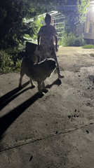 Woman and large dog interact on Tashkent patio