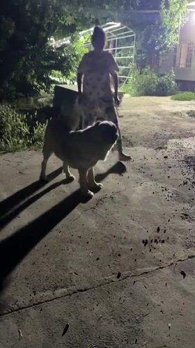 Woman and large dog interact on Tashkent patio