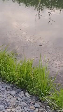 The video shows a body of water with green grass and rocks along the edge. The water appears murky and has some floating debris or algae. There are also ripples on the surface of the water, suggesting movement. The lighting suggests it may be overcast or late in the day. There are no people visible in the video. The overall scene is a natural outdoor environment.