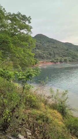 A drone shot moves slowly over a body of water next to a wooded hillside. The water is calm and a light blue. Several people are visible in the water in the distance. There are some small boats on the water. The sky is overcast and a pale grey. The trees are lush and green.