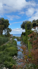 Stream flows to sea through Sanremo vegetation
