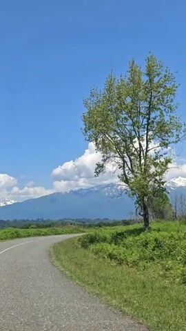 The video captures a picturesque, expansive natural landscape under a bright blue sky. A grey asphalt road dominates the lower left, gently curving and receding into the distance, suggesting a journey through the scenery.

To the right of the road, a vibrant expanse of dense green ferns covers a gently sloping hillside. A tall, deciduous tree with lush green foliage stands prominently on the right side of the frame at the beginning of the video, eventually moving out of view as the perspective shifts. Further back, a scattering of smaller trees, some still bare and others with fresh green leaves, dot the landscape before the towering mountain range.

The majestic mountains stretch across the entire horizon, their impressive peaks distinctly topped with white snow, indicating a significant elevation. Below the snowline, the mountains appear darker, hinting at forested slopes or rocky terrain. Above, a brilliant blue sky is adorned with large, puffy white cumulus clouds, some quite dramatic in size, casting soft shadows on the distant landscape.

The scene is bathed in bright daylight under clear, sunny weather conditions. The video appears to be filmed from a moving vehicle, offering a serene and panoramic view of the natural surroundings. The overall impression is one of tranquility and natural grandeur, typical of a mountainous region. No people or visible text are present in the video. This tranquil vista likely belongs to the Akwaskia tshyts region of Abkhazia, known for its mountainous terrain and lush vegetation.