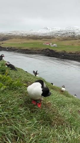 This video shows several Atlantic puffins on a grassy hillside next to a body of water, likely in Bakkagerði, Iceland. The closest puffin in the foreground is preening its feathers, facing away from the camera, revealing its white underbelly, black back, and bright orange feet. Other puffins are scattered along the grassy slope, some resting, while one further down near the water briefly flaps its wings.

In the background, the scene transitions from green fields to distant snow-capped mountains under an overcast sky. A few small buildings with red roofs and white walls are visible on the green land across the water. The water itself appears calm. The overall impression is of a cool, natural environment, characteristic of northern latitudes.