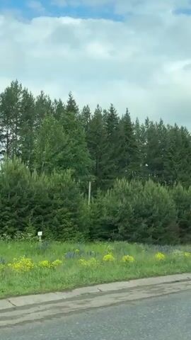 A video taken from a moving vehicle captures a view of a roadside with a line of trees and a grassy area beyond. The trees are predominantly coniferous, with some deciduous trees mixed in. The sky is partly cloudy. The road is paved, with a concrete barrier separating it from the grassy area. The grassy area contains wildflowers, including purple lupine and yellow flowers. In the distance, there are fields and more trees. The video appears to be taken during the daytime.
