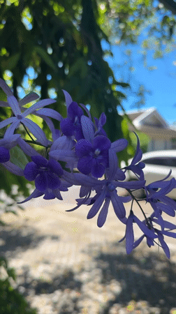 Purple flowers and a parked car in a Baan Mae Nam garden