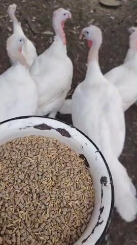 A close-up of a person's hand holding a metal bowl filled with pelletized animal feed. In the background, several white turkeys with red wattles and blueish heads are gathered. The ground appears to be dirt with some dried grass. The turkeys are looking towards the bowl of food.