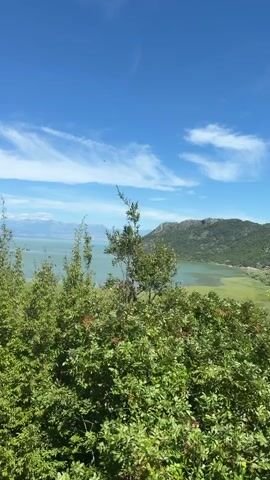 A vertical video pans across a landscape with lush green foliage in the foreground. The background features a body of water, likely a lake, with a mountain or large hill on the opposite shore. The sky is bright blue with scattered white clouds. The camera movement is smooth, offering a sweeping view of the natural scenery. There are no people or man-made structures visible in the frame.