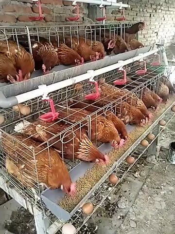 The video shows a multi-tiered cage system filled with hens. The hens are brown and white and are actively eating from a trough of feed that runs along the front of each cage. The cages are made of metal wire and are stacked three high. There are also some eggs visible in the bottom cages. The environment appears to be an indoor enclosure, possibly a chicken farm, with a brick wall in the background and a concrete floor. The lighting is artificial. There are no people visible in the video. The hens are engaged in the activity of eating.