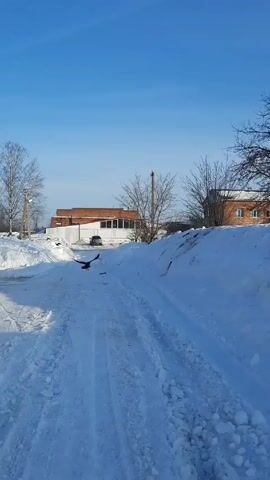 The video depicts a snowy landscape on a sunny day. A crow flies across the sky, starting from a road covered in snow and over a snow-covered area towards a yard. There are trees without leaves, houses, and buildings visible in the background. The sky is clear and blue.