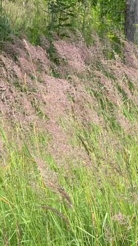 A field of tall, green grass is partially obscured by a dense growth of feathery, pinkish-purple plumes. The plants are swaying gently in the wind, suggesting an outdoor environment with a breeze. The background consists of blurred green foliage, possibly trees and other vegetation, indicating a natural or semi-natural setting. The lighting suggests it is daytime, likely sunny or overcast. No people or animals are visible. The camera is positioned at a medium height, focusing on the plants in the foreground and mid-ground.