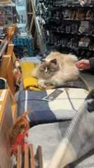Reykjavik souvenir shops, street art, and a sleeping shop cat
