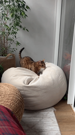 Rainy day in Yekaterinburg, cats at home
