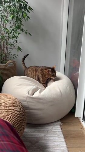 Rainy day in Yekaterinburg, cats at home