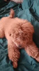 Poodle pup chilling around a Kyiv apartment