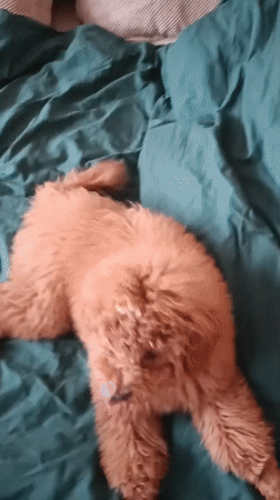 Poodle pup chilling around a Kyiv apartment