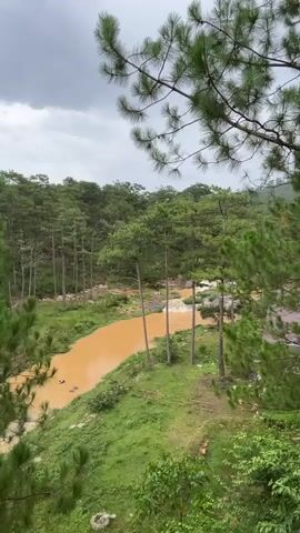 A murky brown river flows through a lush green forest under a cloudy sky. Tall, slender pine trees dominate the landscape, with their branches extending into the foreground, partially obscuring the view. The riverbanks are covered in dense green vegetation. In the distance, the river appears to cascade over rocks, creating a small waterfall. A few dark objects, possibly ducks, are visible in the water near the left bank. The overall scene conveys a sense of natural beauty and tranquility, though the cloudy sky suggests a possibility of rain.