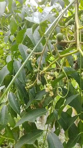 The video shows a close-up view of a tree with green leaves and small green fruits growing on branches. Some of the fruits are oval-shaped, while others are more elongated. There are also some small, pale flowers visible on the branches. The background is blurred but appears to be other foliage. The video is short and static, with no movement or sound.