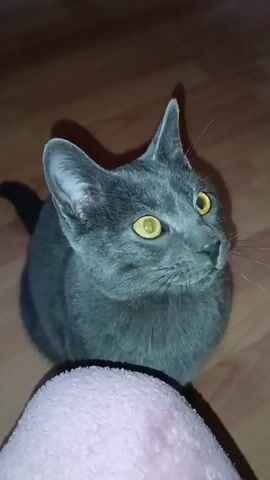 Here’s a description of the video:

The video shows a gray cat with bright yellow eyes. It is sitting on a wooden floor near a person's leg covered with a pink blanket. The cat initially looks up, then turns its head as a hand with painted fingernails pets its head. The cat seems to enjoy the attention. A gurgling noise can be heard, presumably from a nearby water source.