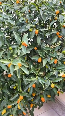 The video shows a bush with small, orange fruits interspersed among green leaves. Some of the fruit are still green. The bush is set against a pale wall or fence and some ground that has fallen leaves on it.