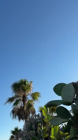 This is a vertical video showing a bright blue sky with some vegetation in the foreground. The main subjects are palm trees, with one particularly tall and bushy palm tree dominating the left side of the frame. Its fronds are a vibrant green, with some drier, brown fronds hanging lower. To the right, a large prickly pear cactus with several paddle-shaped pads is visible, along with the large, broad leaves of what appears to be a bird of paradise plant. Other tropical foliage, including what look like fan palms, are clustered at the bottom of the frame.

The video is shot from a low angle, looking up at the sky and the tops of the plants, emphasizing their height and the vastness of the sky. The lighting suggests it is daytime, with the sun illuminating the plants from the side, creating some shadows and highlighting the textures of the leaves and fronds. The sky is clear and cloudless, indicating good weather.

There are no people or specific objects, beyond the natural elements of the plants, visible in the frame. The overall impression is one of a lush, tropical or subtropical environment. The location context of Estepona, Spain, reinforces this, as it is known for its Mediterranean climate and abundant plant life. The absence of any visible text means there are no textual elements to describe. The scene evokes a feeling of warmth and natural beauty.