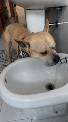 Dog drinks from bidet in Italian bathroom