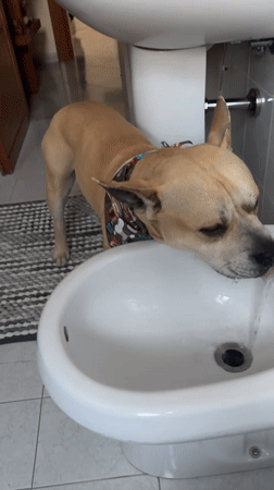 Dog drinks from bidet in Italian bathroom