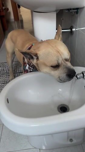 Dog drinks from bidet in Italian bathroom