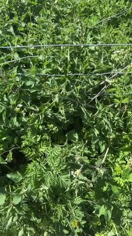 The video opens with a close-up view of a barbed wire fence partially obscured by dense green foliage, primarily nettles and other leafy plants. As the camera slowly pans upwards, more of the fence becomes visible, stretching horizontally across the frame. Beyond the immediate foreground, a vast field unfolds, blanketed with numerous small white flowers, likely cow parsley, interspersed among green growth. In the distance, a line of lush green trees forms the horizon, standing out against a clear, bright blue sky. The scene depicts a sunny day in a rural or natural setting. No people or animals are visible, and there is no discernible activity other than the camera's upward movement.