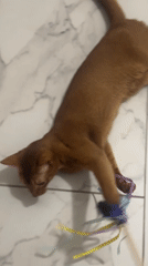 Abyssinian cat plays with toy in Kazan home