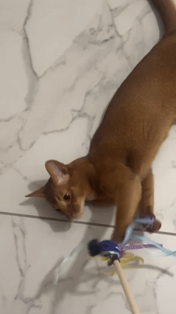 Abyssinian cat plays with toy in Kazan home