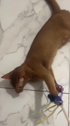 Abyssinian cat plays with toy in Kazan home