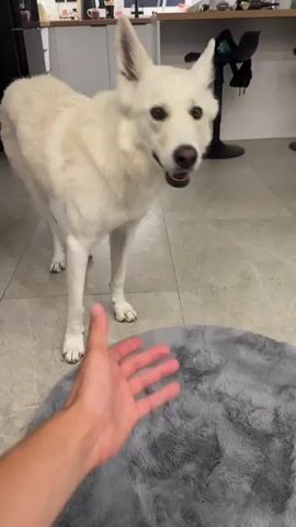 A white German Shepherd dog stands indoors on a tiled floor, facing the camera. A person's left hand, palm up, is extended towards the dog, positioned over a gray circular rug. The dog looks at the hand. The dog then lifts its right paw and places it into the person's hand. The person shakes the dog's paw and says "Good boy." The dog wags its tail and looks away. The background shows a kitchen counter with various items on it and a bar stool.