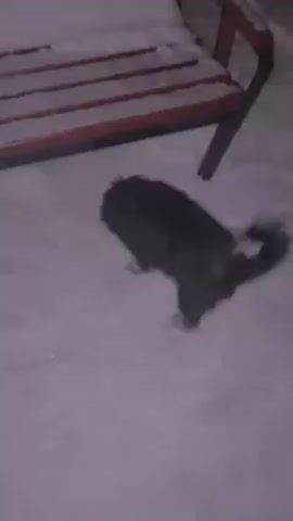 A black dog walks through snow. The dog is relatively small and has long, somewhat tangled fur. It moves across the snow-covered ground near a wooden bench with a red frame and metal legs. As the camera follows the dog, a brick wall and a red door or wall come into view in the background. The lighting is dim, suggesting it may be evening or night. The scene appears to be outdoors in a yard or similar space. The dog seems to be exploring the snowy environment.