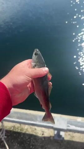 A person holds a small fish in their hand over the water. The person then drops the fish into the water, and it creates a splash as it enters. The fish then disappears under the water. The video is shot from a high angle, looking down at the water. The water is dark blue and has a reflection of the sun on it. There is a concrete ledge in the foreground.