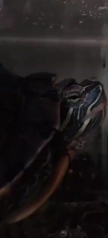 A close-up video shows the head of a red-eared slider turtle. The turtle's eye is visible, with a light green iris and a dark pupil. Stripes of black, white, and green adorn its head. Part of its dark, patterned shell is visible on the left side of the frame. The turtle appears to be in an aquarium, with a blurry background suggesting water and possibly some plant life. The lighting is bright, illuminating the turtle's features.