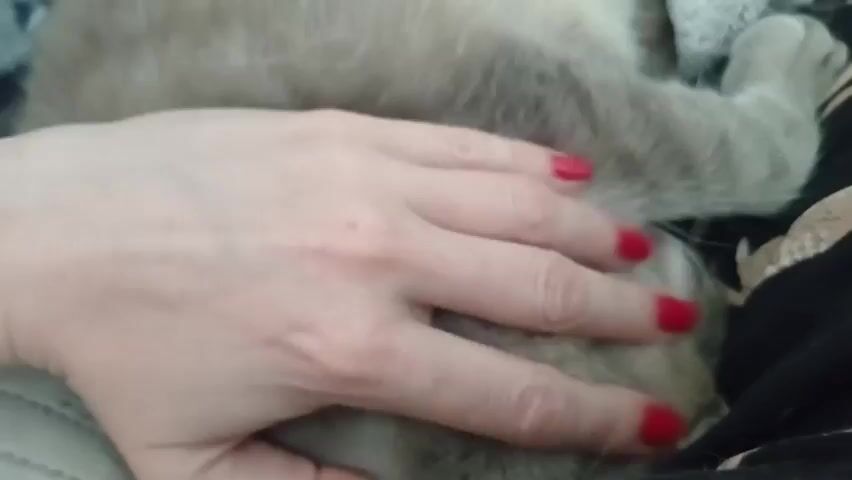 A human hand with red nail polish is petting a light brown cat. The cat is lying down, and its face is not visible. The hand is stroking the cat's fur. The background is blurred but appears to be a soft surface, possibly a bed or sofa, with some dark fabric visible on the right. The lighting is dim.