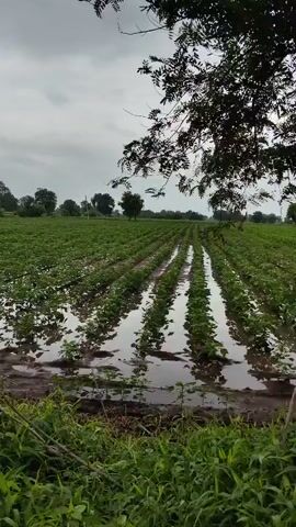 A video shows a flooded agricultural field with rows of green plants. A tree stands in the foreground, partially obscuring the view of the field. The sky is overcast, suggesting cloudy or rainy weather. The water reflects the sky and the plants, creating a mirror-like effect. The overall impression is one of a rural landscape affected by water.
