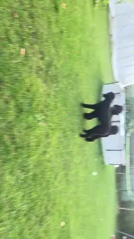 The video shows two black poodles interacting in a grassy backyard. One poodle appears to be standing on its hind legs, interacting with the other poodle. In the background, there is a white structure that resembles a greenhouse or shed, as well as a swimming pool. The grass is green and well-maintained, and the overall setting suggests a sunny day.