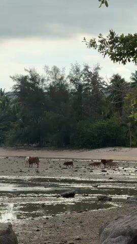 A herd of cows, including at least one adult and several calves, graze on a sandy beach. The beach appears to be partially submerged in shallow water, with rocks and debris scattered across the sand. Lush green vegetation, including trees and palm trees, forms a backdrop behind the beach. The sky is overcast with clouds. The video is shot from a low angle, focusing on the cows and the beach. The overall impression is of a serene, natural landscape.
