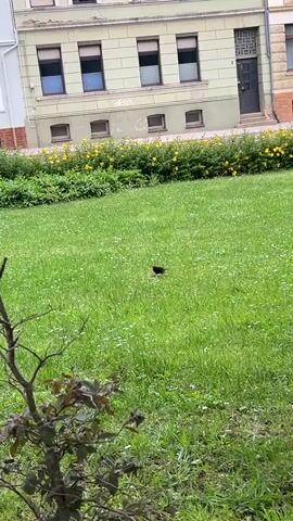 A small black bird is standing in a green grassy area. In the background, there is a building with multiple windows and a row of yellow flowers. A small tree with bare branches and a few leaves is in the foreground. The camera is positioned low, looking up towards the building.