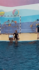Dolphinarium show in full swing at Sochi aquarium