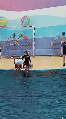 Dolphinarium show in full swing at Sochi aquarium
